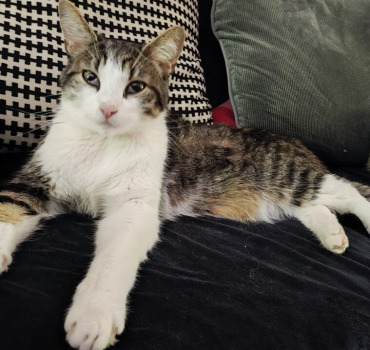 Pour mon Sawyer 💪😼 son traitement PIF neuronale