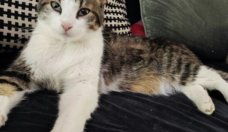 Pour mon Sawyer 💪😼 son traitement PIF neuronale