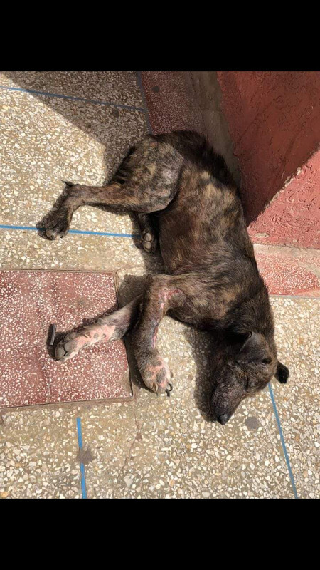 Image justificative de la cagnotte