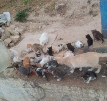 Pour les sauvetages des animaux de Safi