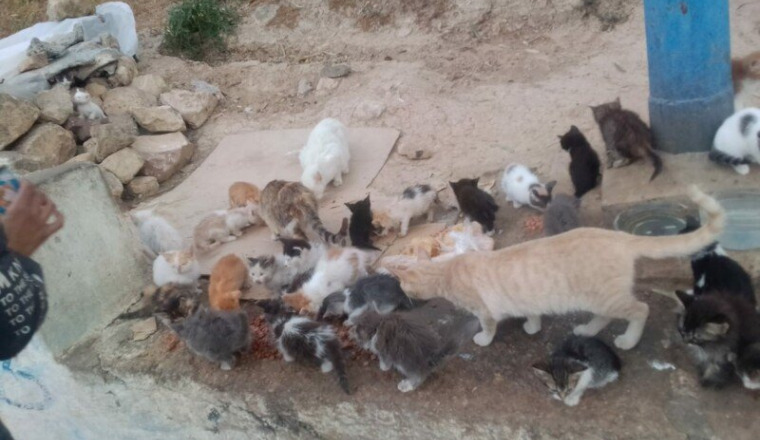 Pour les sauvetages des animaux de Safi