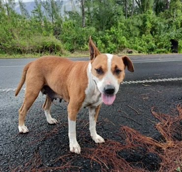 Sauvons Sophie : Bonheur pour Chienne Abandonnée