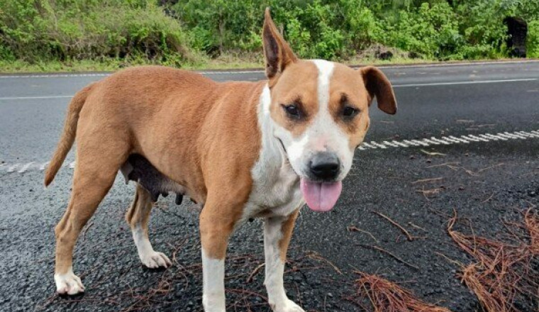 Sauvons Sophie : Bonheur pour Chienne Abandonnée