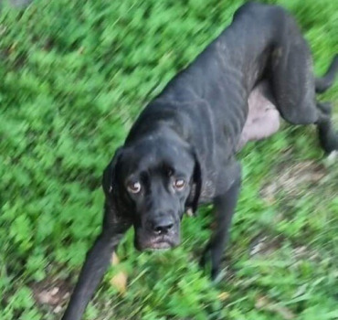 De l'aide pour Ébène 🥺🐾🙏