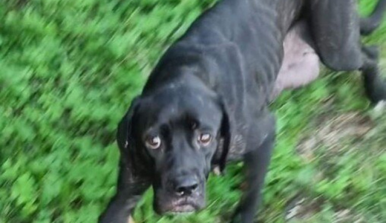 De l'aide pour Ébène 🥺🐾🙏