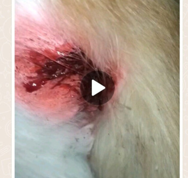 Pour le chat blessé par une moto
