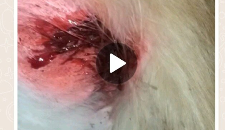 Pour le chat blessé par une moto