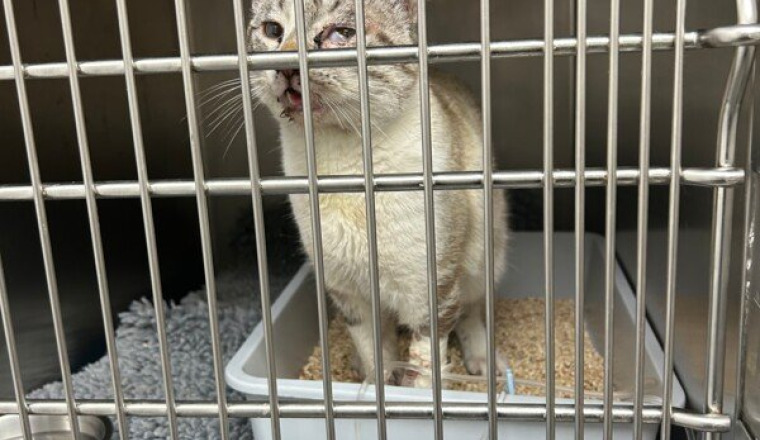 Ce chat veut rentrer chez lui !