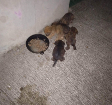 5 chiots abandonnés st leu