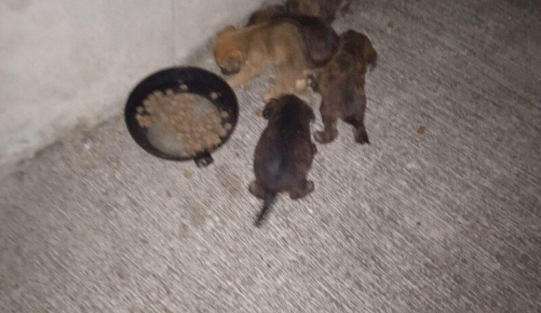 5 chiots abandonnés st leu