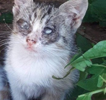 Rapatriement de 2chats aveugles- Maroc en France