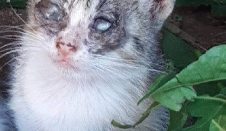 Rapatriement de 2chats aveugles- Maroc en France