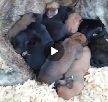 Pour les chiens errants que nourri Medhi Ben