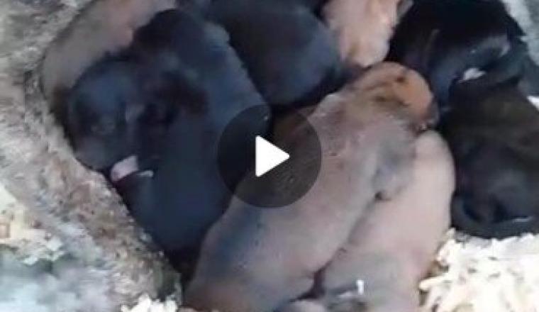 Pour les chiens errants que nourri Medhi Ben