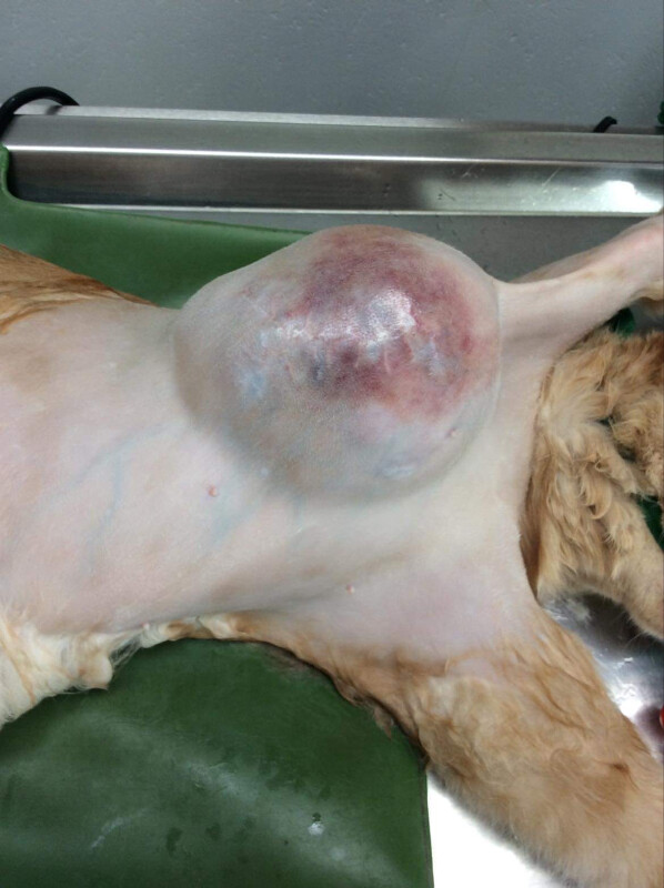 Image justificative de la cagnotte
