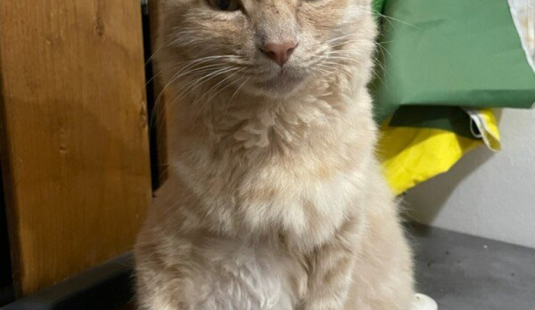 Sauvez Minou