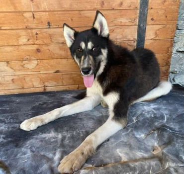 Pour sauver des chiens de traineaux du Planay