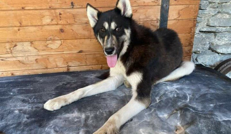Pour sauver des chiens de traineaux du Planay