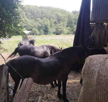 Pour les animaux du moulin des parcs