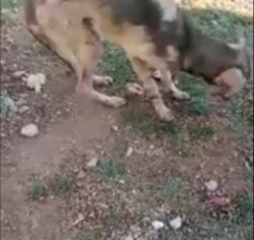 Sauvons ce chien recueilli par Mymy Paloma