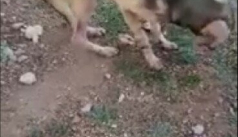 Sauvons ce chien recueilli par Mymy Paloma