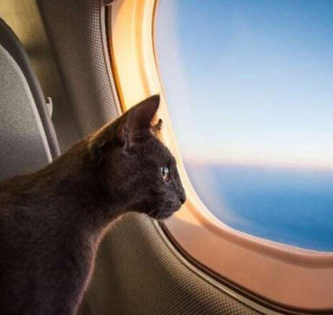 Voyage en avion des félins