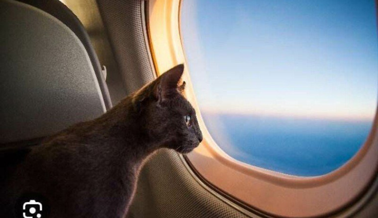 Voyage en avion des félins