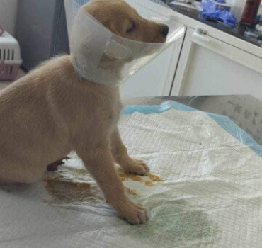 Iris petit chiot accidenté  💔