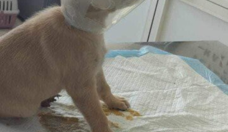 Iris petit chiot accidenté  💔
