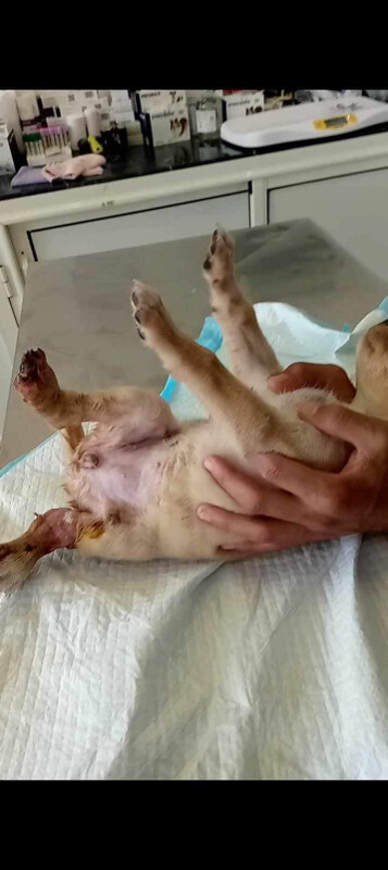 Image justificative de la cagnotte