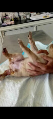 Image justificative de la cagnotte