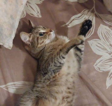 Cagnotte pour les soins de mon chat