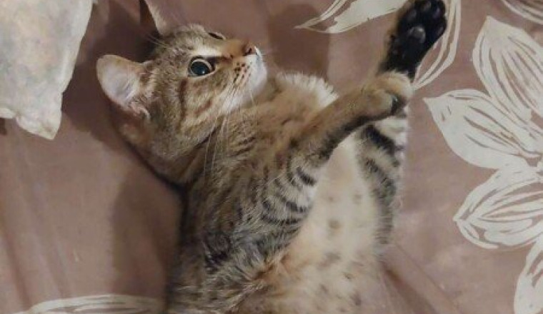 Cagnotte pour les soins de mon chat