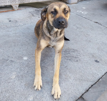 Sauvons Stella abandonné à la fourrière le 07/07