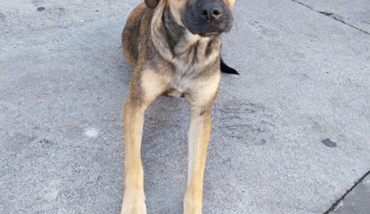 Sauvons Stella abandonné à la fourrière le 07/07