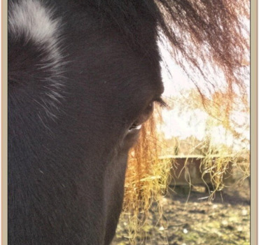 Cagnotte ouverte pour les chevaux de Lacombe