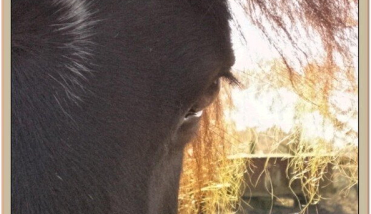 Cagnotte ouverte pour les chevaux de Lacombe