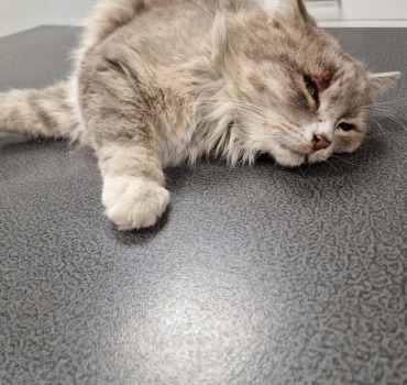 Aide pour Doudou,chat percuté 974