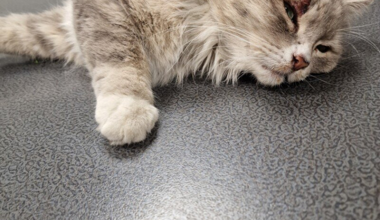 Aide pour Doudou,chat percuté 974