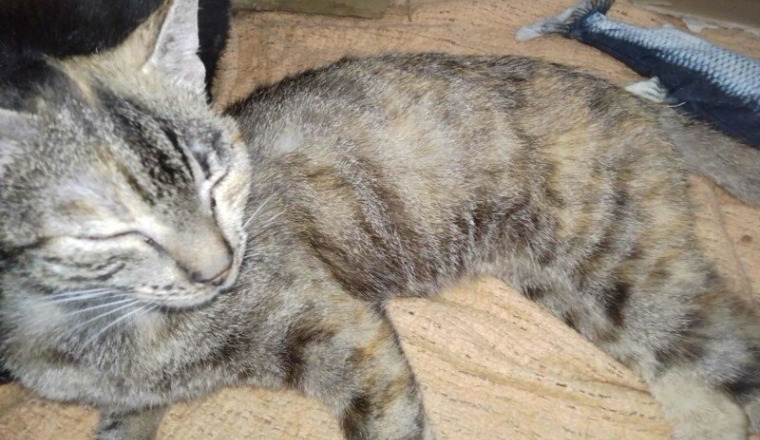 Aidons les animaux de "seconde chance"