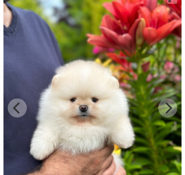 Spitz