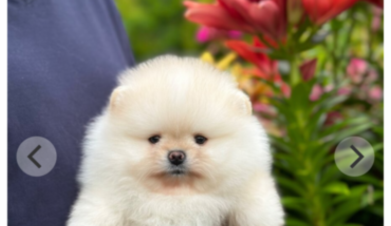 Spitz