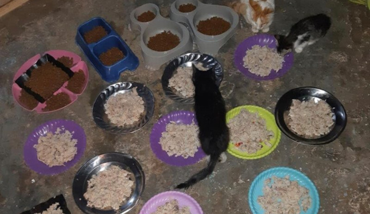 aide nourriture et soins de la chatterie d’Amina