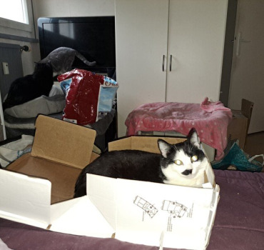 Cette cagnotte est pour aider l'arche à chat