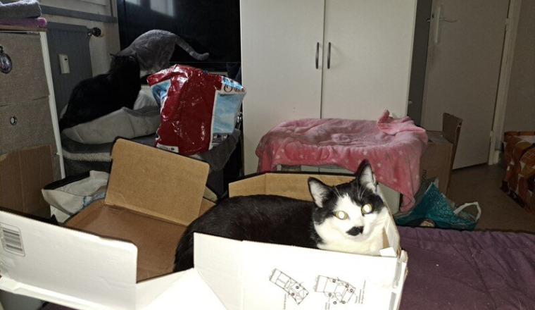 Cette cagnotte est pour aider l'arche à chat