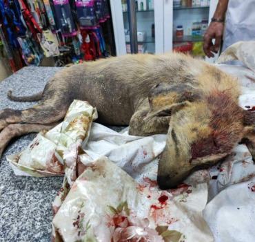 help-for-this-street-dog