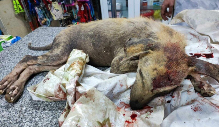 help-for-this-street-dog