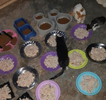aide nourriture et soins pour la chatterie d’amina