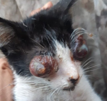aide urgente pour patou