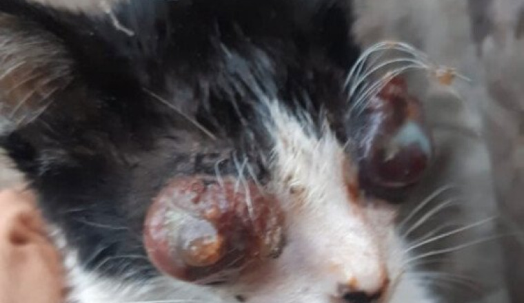 aide urgente pour patou